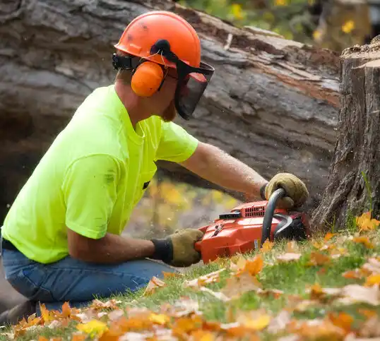 tree services Holdingford